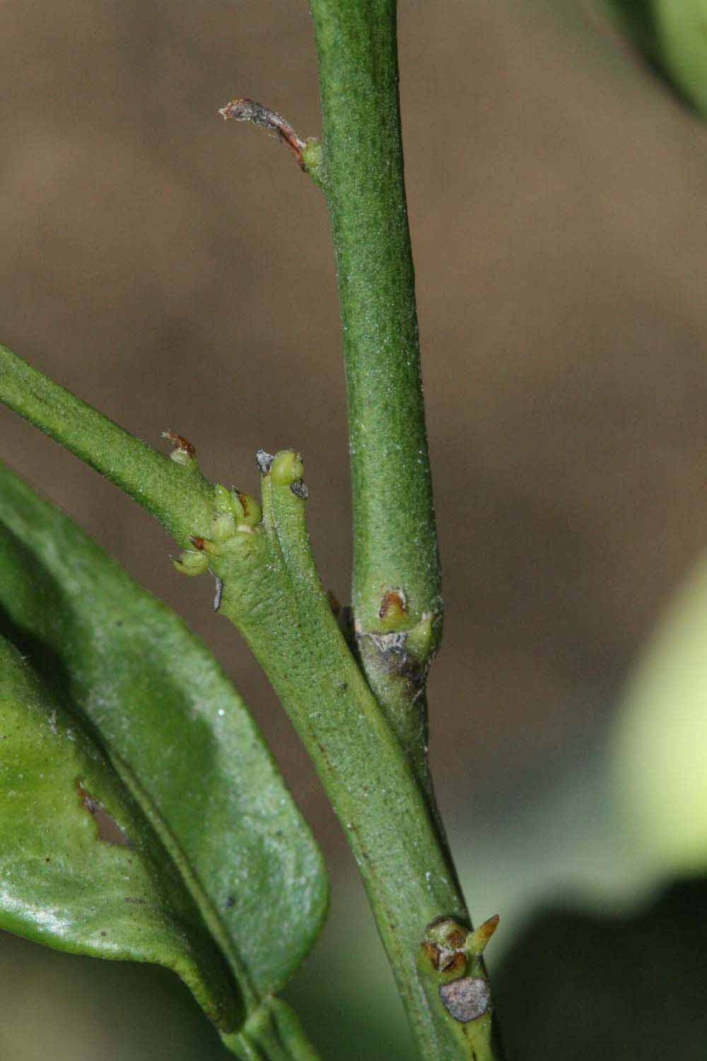            First year twig (Riverside, CA)   